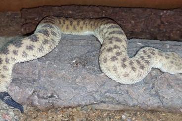 Venomous snakes kaufen und verkaufen Photo: Cerastes vipera / Bitis rubida 