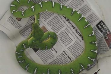 Schlangen kaufen und verkaufen Foto: Corallus caninus / Python anchietae
