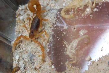 Scorpions kaufen und verkaufen Photo: Parabuthus pallidus 'Orange'
