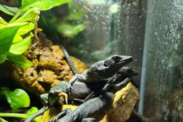 frogs kaufen und verkaufen Photo: für Hamm Reihe 18 frogs kaufen und verkaufen Photo: für Hamm Reihe 18