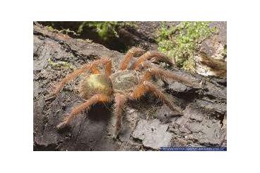 Vogelspinnen kaufen und verkaufen Foto: Biete Sericopelma sp. Darien