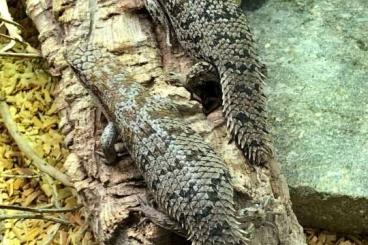 Lizards kaufen und verkaufen Photo: 1.1 Egernia depressa Silverhead Form Lizards kaufen und verkaufen Photo: 1.1 Egernia depressa Silverhead Form
