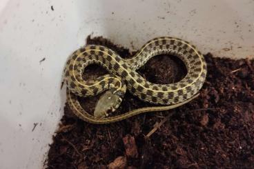 Snakes kaufen und verkaufen Photo: 1,1 Thamnophis marcianus. Snakes kaufen und verkaufen Photo: 1,1 Thamnophis marcianus.