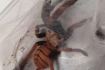 Vogelspinnen kaufen und verkaufen Foto: Phormictopus Theraphosa Chromatopelma Psalmopoeus Vogelspinnen kaufen und verkaufen Foto: Phormictopus Theraphosa Chromatopelma Psalmopoeus