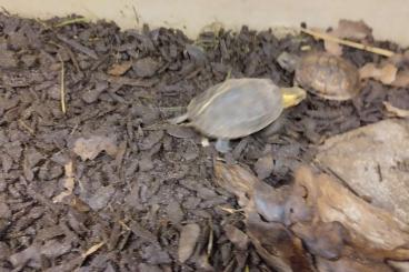 Schildkröten kaufen und verkaufen Foto: Cuora flavonarginata NZ.2023 Schildkröten kaufen und verkaufen Foto: Cuora flavonarginata NZ.2023