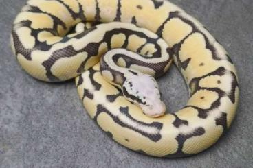 Ball Pythons kaufen und verkaufen Photo: HAMM: Königspython, Ballpython, Python regius