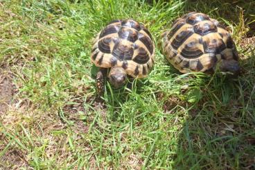 Tortoises kaufen und verkaufen Photo: 2 Griechische Landschildkröten (Tetsudo hermanni) Tortoises kaufen und verkaufen Photo: 2 Griechische Landschildkröten (Tetsudo hermanni)