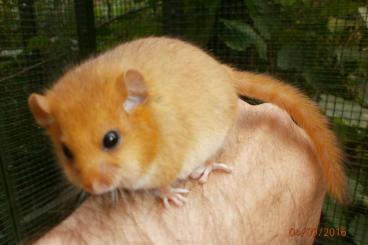 Exotische Säuger kaufen und verkaufen Foto: Haselmäuse und andere Bilche Exotische Säuger kaufen und verkaufen Foto: Haselmäuse und andere Bilche