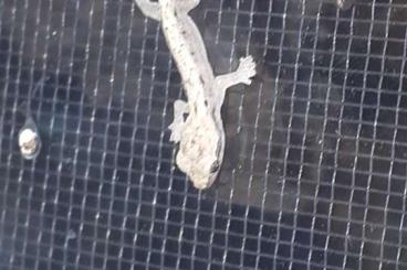Geckos kaufen und verkaufen Foto: Jungferngeckos Nachzuchten Geckos kaufen und verkaufen Foto: Jungferngeckos Nachzuchten