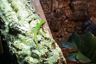 Geckos kaufen und verkaufen Foto: Phelsuma laticauda laticauda Geckos kaufen und verkaufen Foto: Phelsuma laticauda laticauda