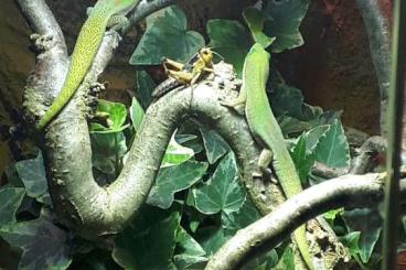 Geckos kaufen und verkaufen Photo: Goldstaubtaggeckos Nachzuchten Geckos kaufen und verkaufen Photo: Goldstaubtaggeckos Nachzuchten