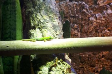 Geckos kaufen und verkaufen Foto: Phelsuma laticauda laticauda Geckos kaufen und verkaufen Foto: Phelsuma laticauda laticauda