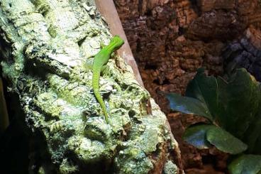 Geckos kaufen und verkaufen Photo: Phelsuma laticauda laticauda Geckos kaufen und verkaufen Photo: Phelsuma laticauda laticauda