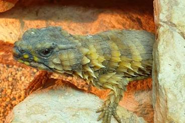 other lizards kaufen und verkaufen Photo: Ouroborus cataphractus 1.3.