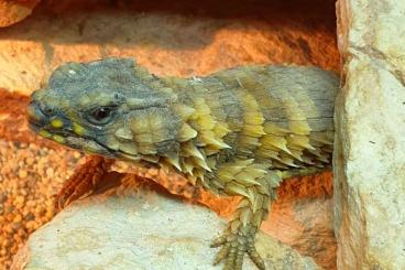 other lizards kaufen und verkaufen Photo: Ouroborus cataphractus 1.3. other lizards kaufen und verkaufen Photo: Ouroborus cataphractus 1.3.