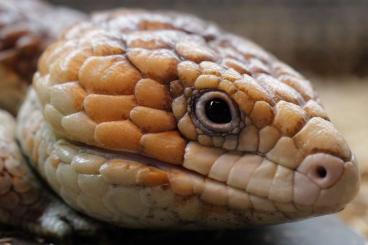 Echsen kaufen und verkaufen Foto: Tiliqua rugosa rugosa, männlich, male Echsen kaufen und verkaufen Foto: Tiliqua rugosa rugosa, männlich, male