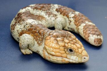 Echsen kaufen und verkaufen Foto: Tiliqua rugosa rugosa, männlich, male Echsen kaufen und verkaufen Foto: Tiliqua rugosa rugosa, männlich, male