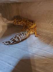 Geckos kaufen und verkaufen Photo: Leopardgeckos 