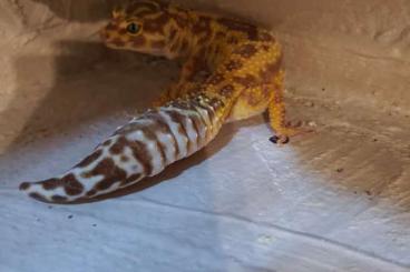 Geckos kaufen und verkaufen Foto: Leopardgeckos 