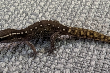 Geckos kaufen und verkaufen Photo: Verschiedene Zwerggeckos abzugeben 