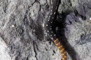 Geckos kaufen und verkaufen Foto: Biete 2.2 Saurodactylus elmoudenii 