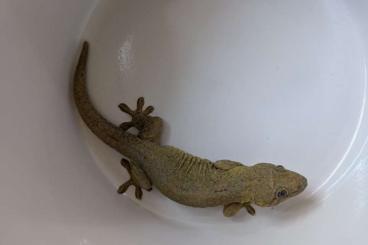 Geckos kaufen und verkaufen Foto: Biete 2.2 Ailuronyx trachygaster, noch nicht adult! Geckos kaufen und verkaufen Foto: Biete 2.2 Ailuronyx trachygaster, noch nicht adult!