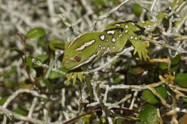 Geckos kaufen und verkaufen Photo: Naultinus grayii unrelated pairs for sale.