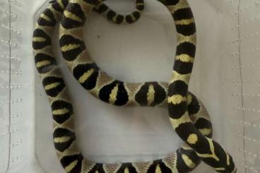 Nattern ungiftige kaufen und verkaufen Foto: 1.1 Euprepiophis mandarinus Nattern ungiftige kaufen und verkaufen Foto: 1.1 Euprepiophis mandarinus