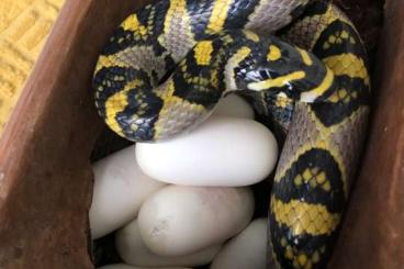 Nattern ungiftige kaufen und verkaufen Foto: 1.1 Euprepiophis mandarinus, Vietnam Mandarinnatter Nattern ungiftige kaufen und verkaufen Foto: 1.1 Euprepiophis mandarinus, Vietnam Mandarinnatter