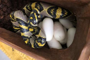 Nattern ungiftige  kaufen und verkaufen Foto: 1.1 Euprepiophis mandarinus, Vietnam Mandarinnatter