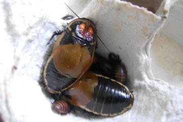 Insekten kaufen und verkaufen Foto: schaben aus meiner hobby zucht