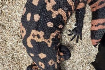 Echsen kaufen und verkaufen Foto: Heloderma suspectum Utah blacky Echsen kaufen und verkaufen Foto: Heloderma suspectum Utah blacky