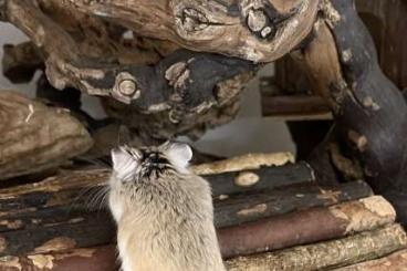 Exotic mammals kaufen und verkaufen Photo: NZ Roborovski Zwerghamster abzugeben