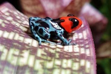 frogs kaufen und verkaufen Photo: Verschiedene Frösche für Euch! 