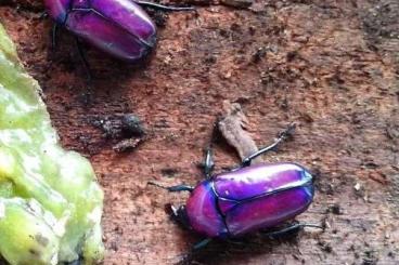 Insekten kaufen und verkaufen Foto: Asseln, Käfer, Schaben, Mantiden, Schnecken...