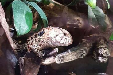 Lizards kaufen und verkaufen Photo: 1.0 Chinesische Krokodilschwanzechse-Chinesische Krokodilschwanzechse Lizards kaufen und verkaufen Photo: 1.0 Chinesische Krokodilschwanzechse-Chinesische Krokodilschwanzechse