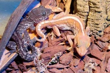 Lizards kaufen und verkaufen Photo: Zur Abholung in Erfurt. Geckos und Echsen. Lizards kaufen und verkaufen Photo: Zur Abholung in Erfurt. Geckos und Echsen.