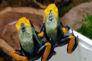 Poison dart frogs kaufen und verkaufen Photo: Wir haben folgende Frösche zur Abgabe: 