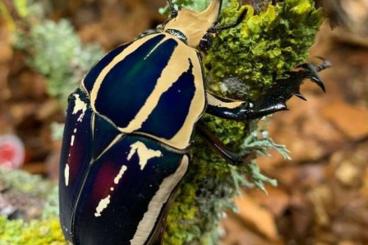 Insekten kaufen und verkaufen Foto: Asseln, Käfer, Schaben, Mantiden, Schnecken...