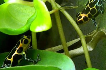 frogs kaufen und verkaufen Photo: Verschiedene Frösche für Euch! 