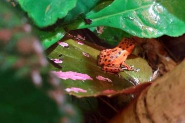 frogs kaufen und verkaufen Photo: Aktueller Bestand Fröschen vor Ort: 