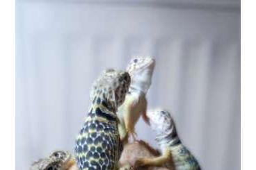 Echsen  kaufen und verkaufen Photo: CB lizards available for Živa, Prague and Hamm 