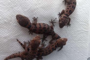 Geckos kaufen und verkaufen Foto: Geckoella species available 