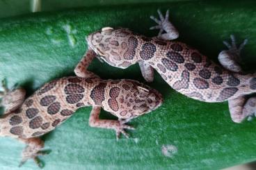 Geckos kaufen und verkaufen Foto: Last chance for Hamm 11.3.