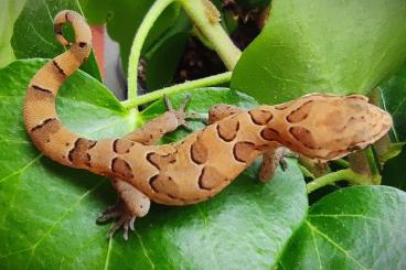 Geckos kaufen und verkaufen Photo: I am offering following species for sale