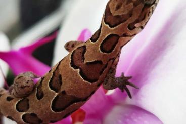 Echsen  kaufen und verkaufen Foto: Offering captive breed lizards