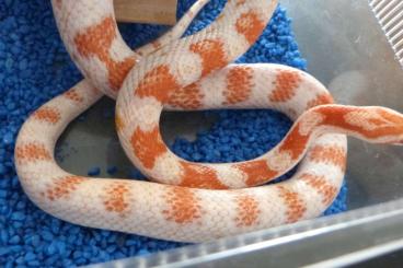 Schlangen kaufen und verkaufen Foto: 1.0 Kornatter High White Schlangen kaufen und verkaufen Foto: 1.0 Kornatter High White