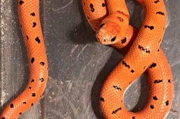 Snakes kaufen und verkaufen Photo: Diverse Lampropeltis Nachzuchten 2024 Snakes kaufen und verkaufen Photo: Diverse Lampropeltis Nachzuchten 2024