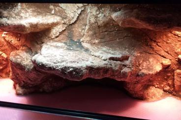 Enclosures kaufen und verkaufen Photo: Terrariums and backgrounds