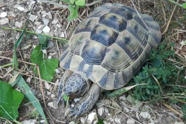 Landschildkröten kaufen und verkaufen Foto: Testudo graeca ibera "Dobrogea" for the Verona Reptiles show